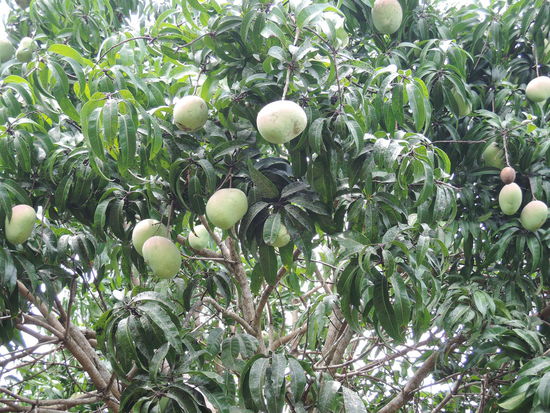 Mangobaum