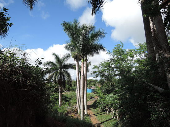 Die Koenigspalme, der Nationalbaum Kubas