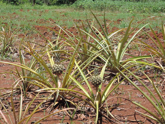 Ananasfelder unterwegs