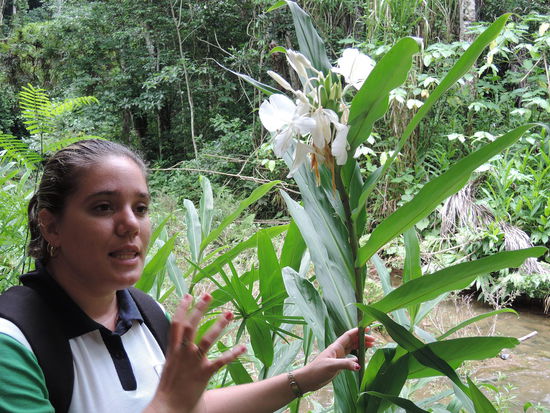 Nationalblume: Mariposa