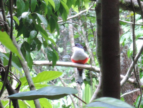 Nationalvogel: Tocororo