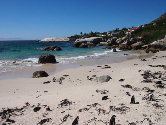 Pinguine in Simon Town