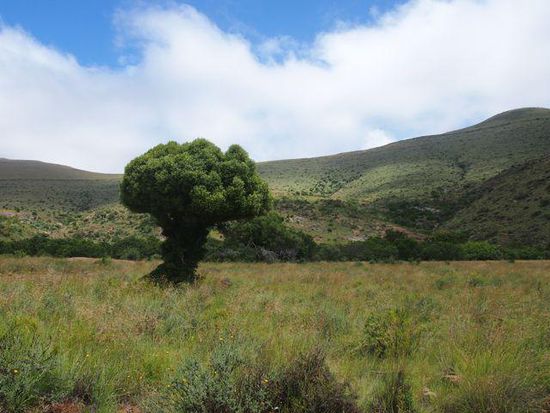 Mountain Zebra Park