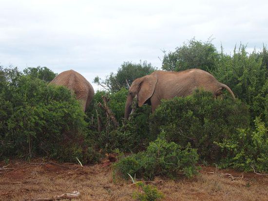Addo Elephant Park