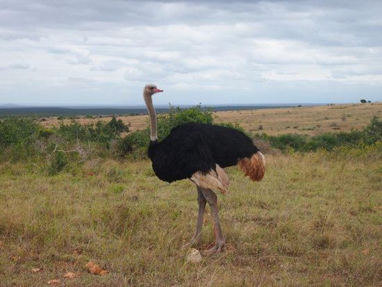 Strauß im Addo Elephant Park
