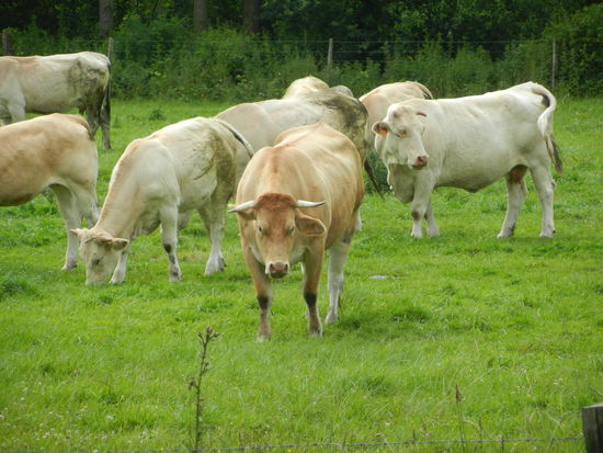 Auch die Tiere beäugen uns etwas kritisch...