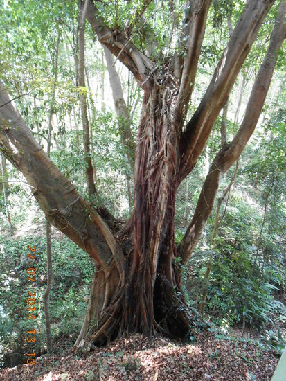 Ich muss zugeben, dass ich nicht weiß, was für Bäume es sind, die mit ihren eigenen Ästen verwachsen sind.