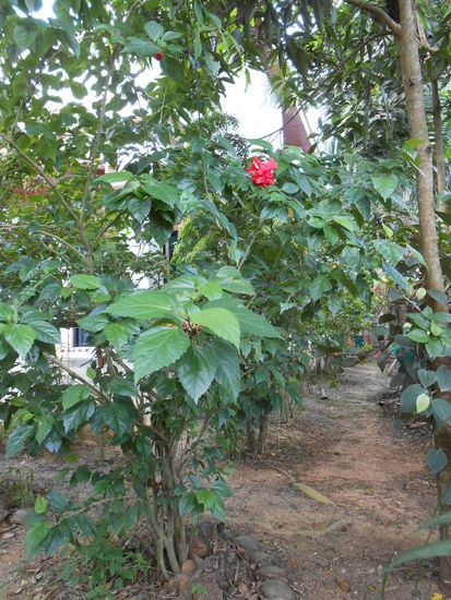 Mit Pflanzen, die mich immer wieder daran erinnern, dass ich auf der anderen Seite der Erde bin...