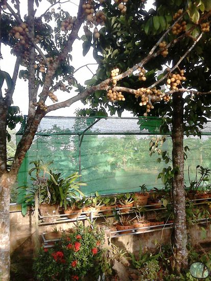 Im Garten der Schwester einer Freundin: Diesen Monat überquellende Longgong-bäume.