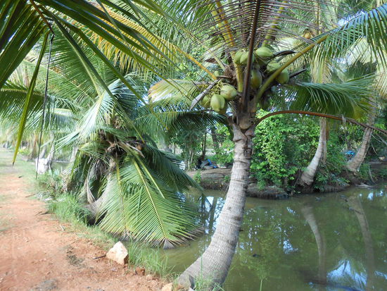 Und in einigen wenigen Gärten ist sogar so etwas zu finden: Kokospalmen (hier in Nakornsithammarat)