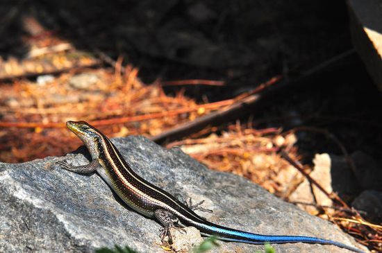 Malawi war gefährlich. Überall lauerten Nachfahren der Dinosaurier, um den unbedachten Besucher mit ihrem spektakulären Aussehen um den Verstand zu bringen.