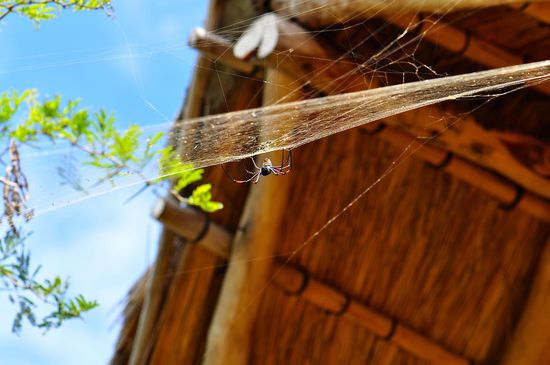 Eine gut zwölf Zentimeter große Fruchtspinne im Gebälk unseres Nachbarbungalows in Vilanculo.