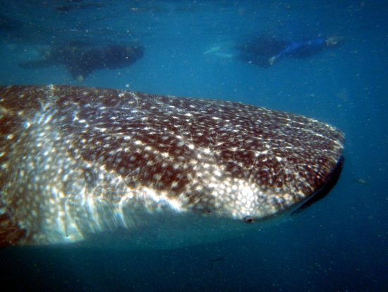 Unheimliche Begegnung mit einem Riesen. Der Walhai zog langsam an uns vorbei. Bei dem faszinierten Taucher mit den weißen Flossen handelt es sich um den Autor.