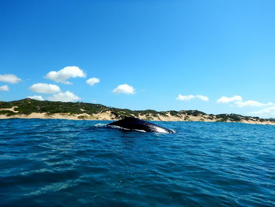 Auch beim Wale-Watching wurde mit Schlauchbooten auf den offenen Ozean hinaus gefahren. Die besten Begegnungen hatten wir in unmittelbarer Küstennähe, wie hier mit einem Buckelwalweibchen.
