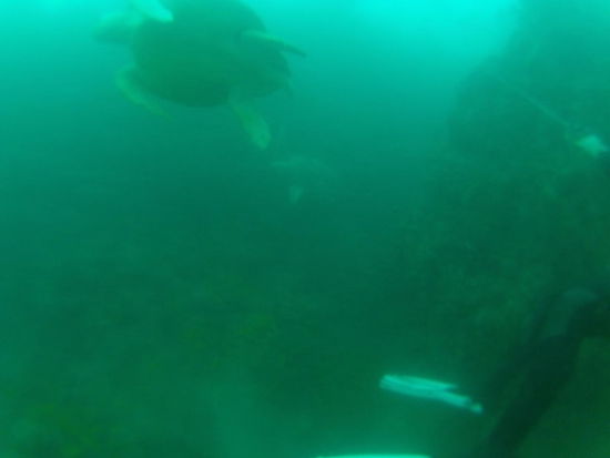 Zwei Schildkröten, die sich trotz der starken Strömung nicht davon abhalten ließen, miteinander zu spielen. Klar, es waren ja auch zwei Jungs.