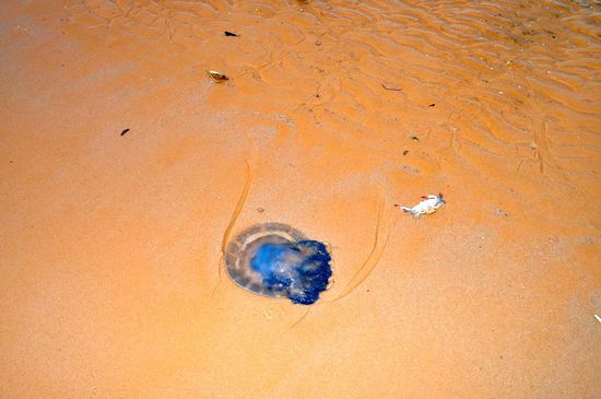 Begegnung am Strand von Bazaruto: eine blaue Qualle und ihre Henkersmahlzeit - das kleine Krebschen.