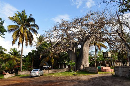 Der riesige Baobab, welcher unserer Unterkunft ihren Namen gab.