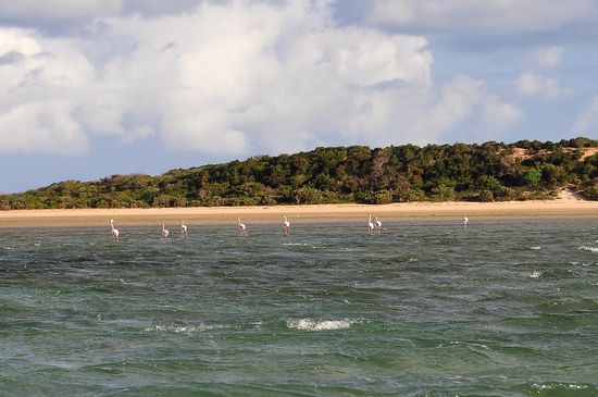 Flamingos im Bazaruto Nationalpark.