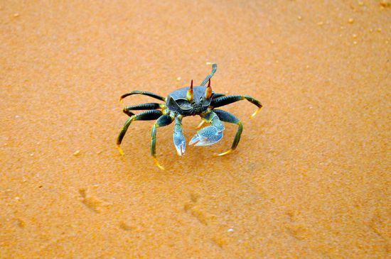 Natürlich wurden wir auch Opfer von offener Aggression. Wie hier am Strand von Tofo.