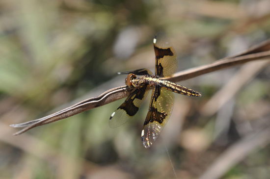 Auch im Kleinen schön: Insekt am Strand.