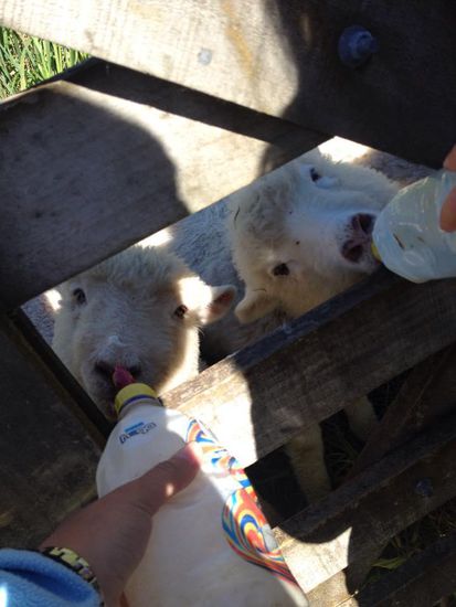 Bis vor ein paar Tagen wurden de Schaefchen noch mit der Flasche gefuettert 