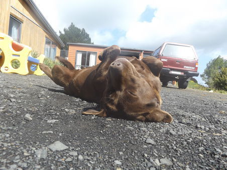 Labradorhuendin Cocoa