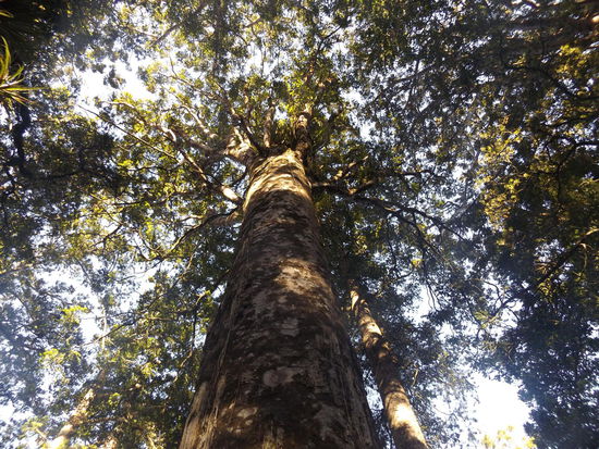 Manginangina Kauri Walk