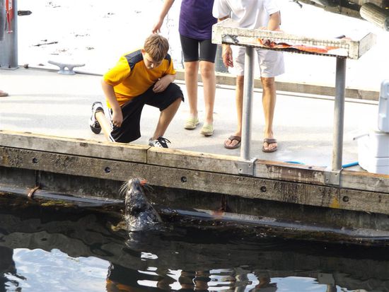 Seehunde bei Coal Harbour in der Nähe des Convention Centre