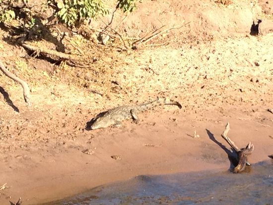 Ein Krokodil entspannt sich