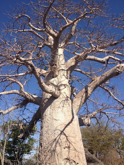 Einer von 18 Baobabs in der Planet Baobab Lodge