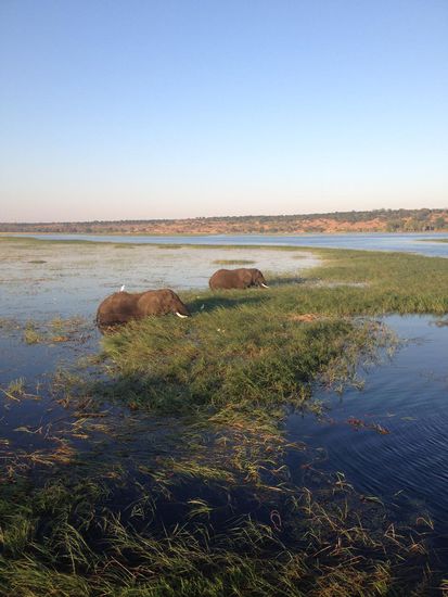 Elefanten im und am Chobe