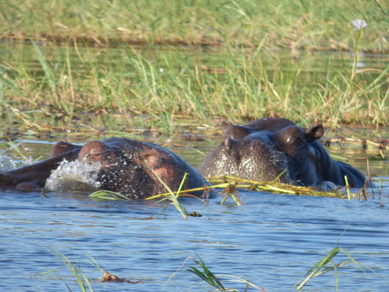 Hippos grasen im Wasser