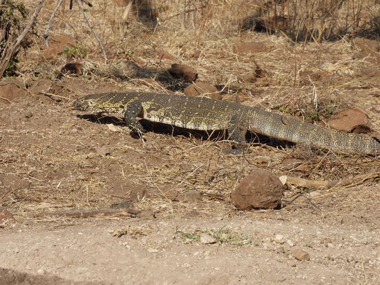 Ein Waran am Ufer des Chobe