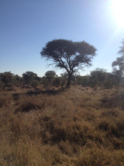 Akazie mit Giraffe links und rechts