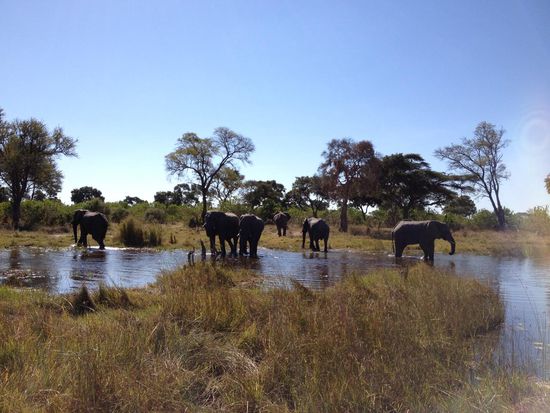 Wie schon im Chobe sahen wir viele der großartigen Dickhäuter