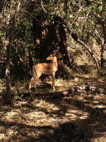 Impalabock im Schatten