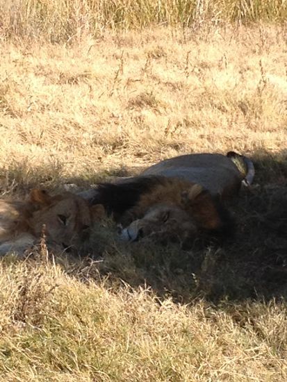 ... und Löwen schlafen 20 Stunden am Tag