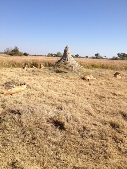 Meist erhöht an Termitenhügeln