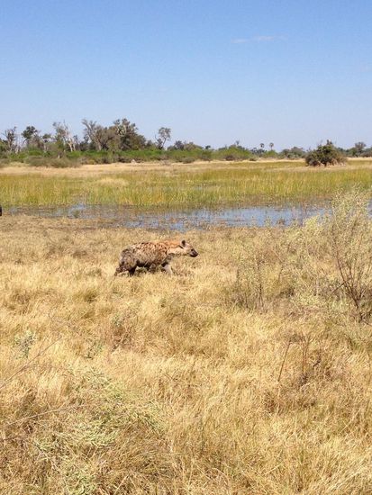 Hyäne schleicht neben uns her