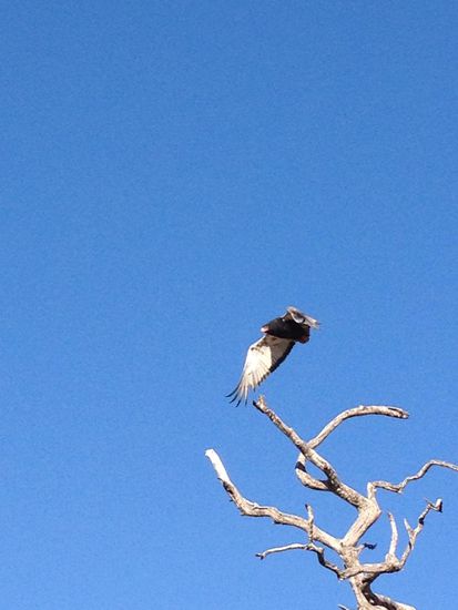 Gaukleradler steigt in die Lüfte