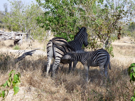 Zebra mit Jungtier