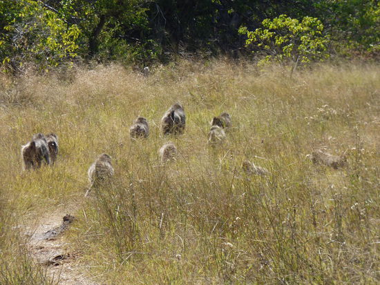 Paviane blockieren die Straße