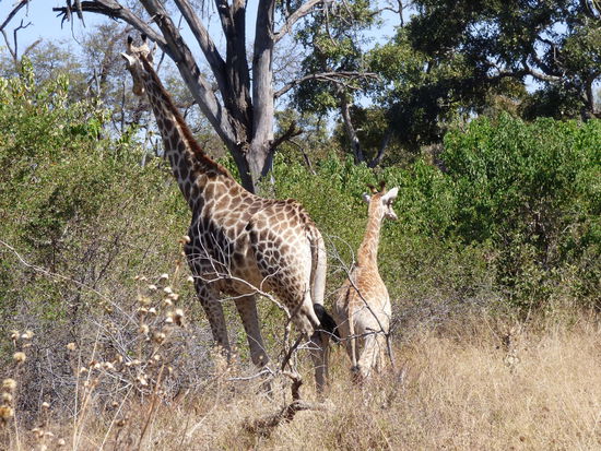 Giraffe passt auf ihr Junges auf