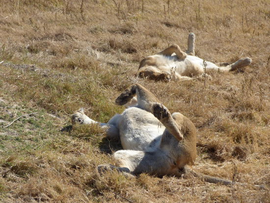 Ist das gemütlich...