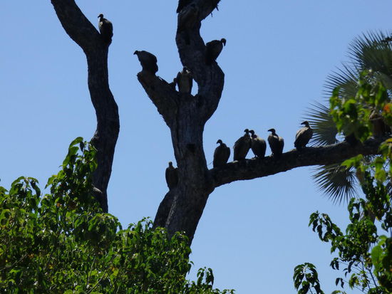 Geier lauern auf dem Baum