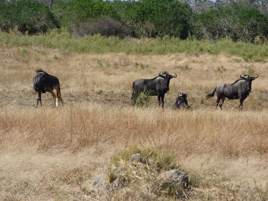 Gnus beim gemütlichen Grasen