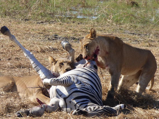 Löwen haben sich ein Zebra geschnappt