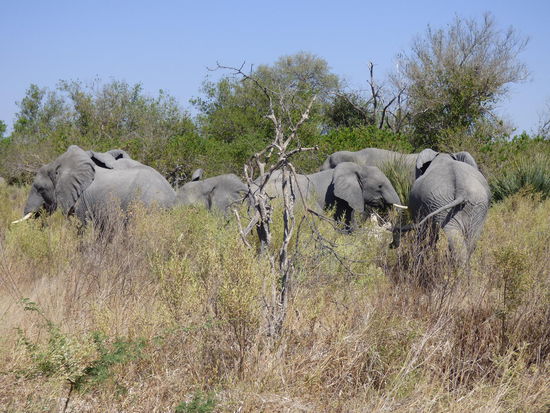 Mal wieder Elefanten 