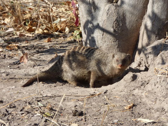 Manguste bewacht ihr Erdloch