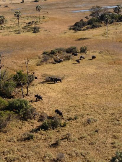 Elefanten marschieren durchs Delta